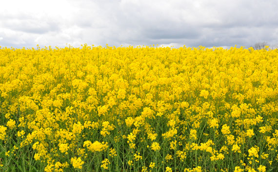 Campos de canola