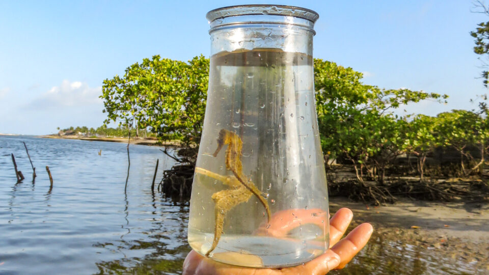 O que fazer em Porto de Galinhas