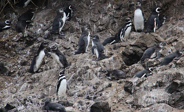 Pingüins em Chiloé