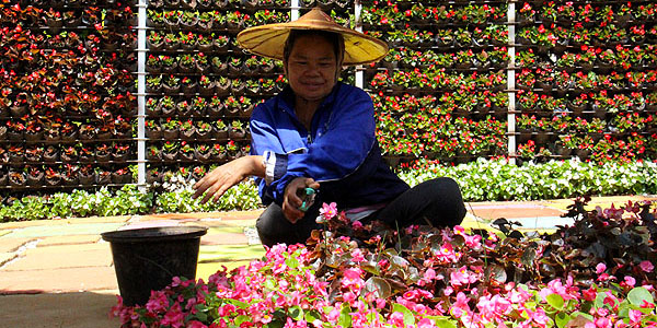 Agricultor no Royal Project Ang Khang