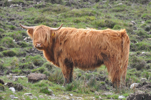 Vaca escocesa