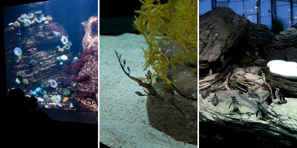 Habitantes do Oceanário de Lisboa