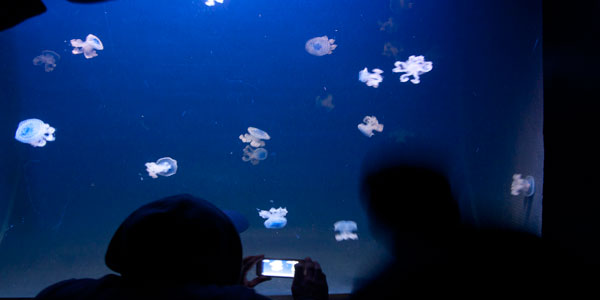 Oceanário de Lisboa