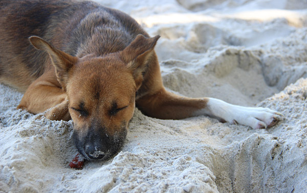 Cachorro em Moreré