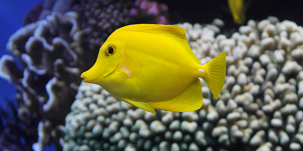 Monterey Bay Aquarium