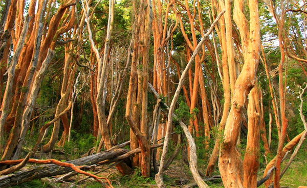 Bosque de Arrayanes