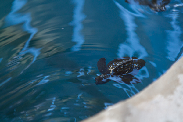 Oceanário de Aracaju