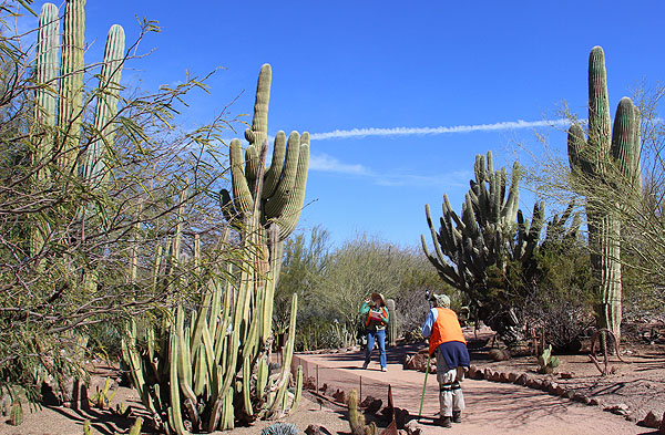 Desert Botanical Garden