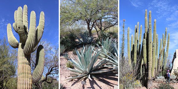 Desert Botanic Garden