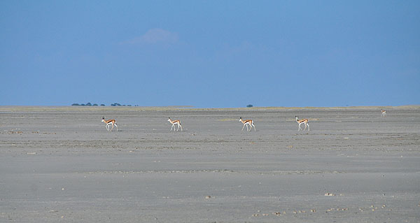 Safári até o Jack's Camp