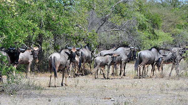 Safári até o Jack's Camp