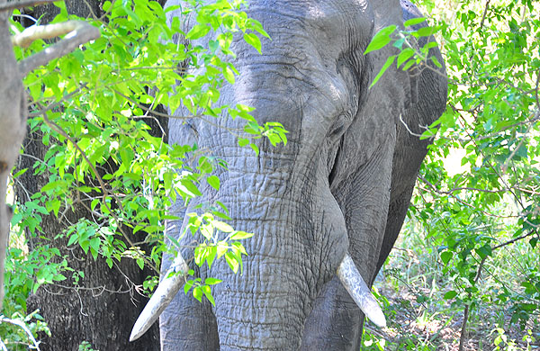 Chitabe Lodge