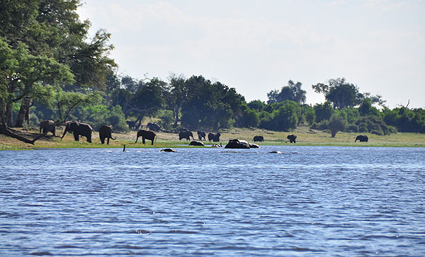 Safári de barco