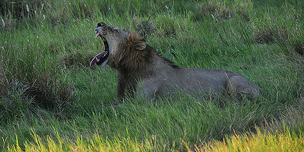 Chitabe Camp, Botswana: uma experiência de luxo no Delta do Okavango 1