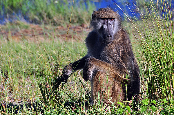 Safári no Parque Nacional Chobe