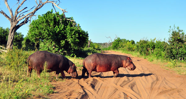 Safári no Parque Nacional Chobe