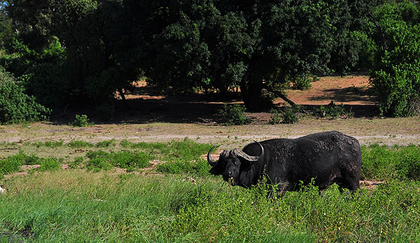 Safári no Parque Nacional Chobe