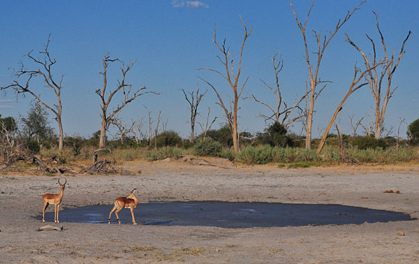 Safári no Chitabe Lodge