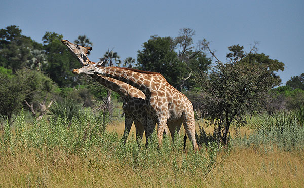 Chitabe Lodge