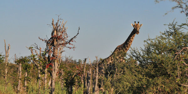 Safári no Chitabe Lodge