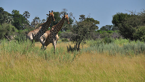 Chitabe Lodge