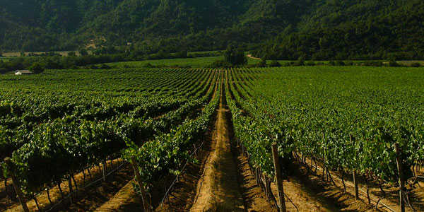 Campos da Vinícola Orgânica Emiliana, em Casablanca