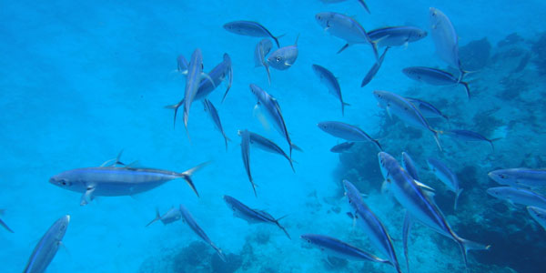 Snorkel em Cozumel