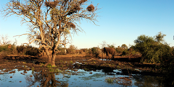 safári na África do Sul