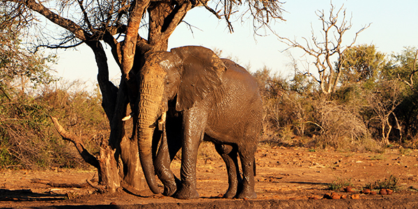 Convite Animais Selvagens - Carro Safari primeiro aniversa