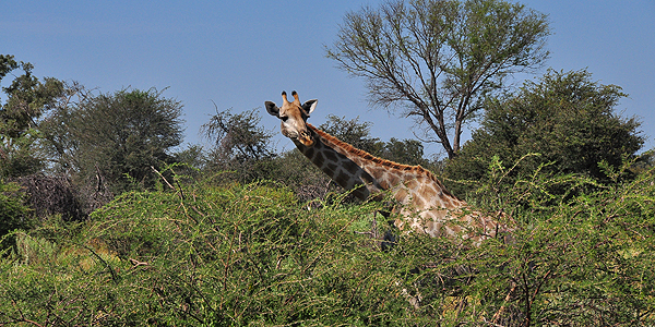 Chitabe Lodge