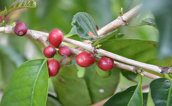 Café em Kau