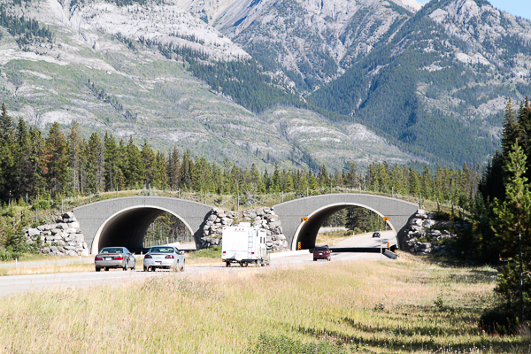 Pontes sobre as estradas de Banff