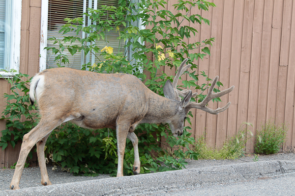 Cervo faz um lanchinho em Banff