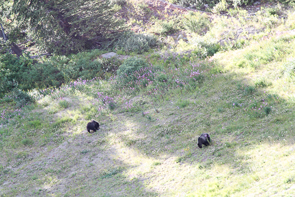 Ursos vistos a partir do teleférico em Banff