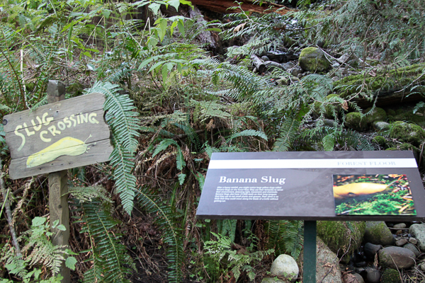 Bichinhos do Capilano Suspension Bridge