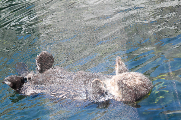 Bichinhos do Aquário de Vancouver