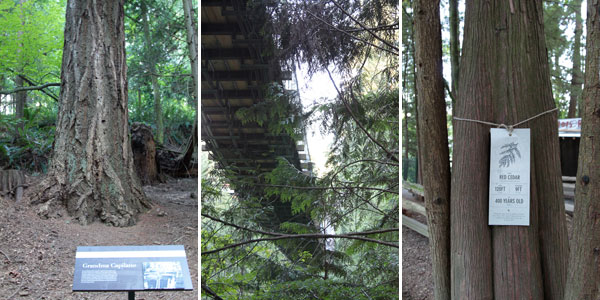 Árvores centenárias do Capilano Suspension Bridge