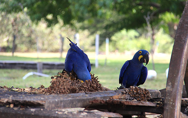 Araras-azuis na Estrada Parque de Corumbá