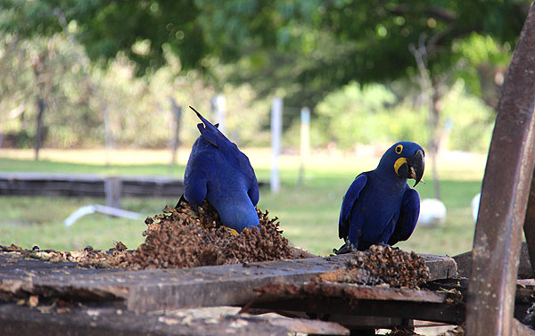 Capivara - Picture of Pousada e Camping Santa Clara, Corumba