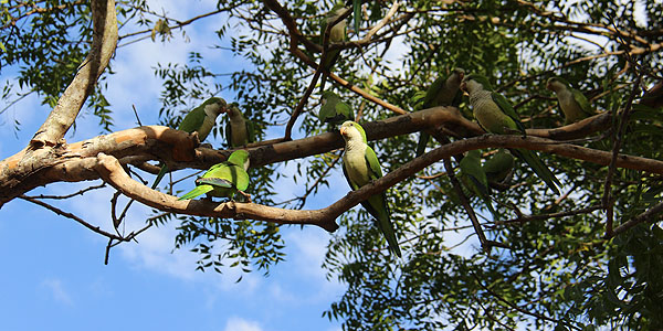 Caturritas na Pousada Santa Clara