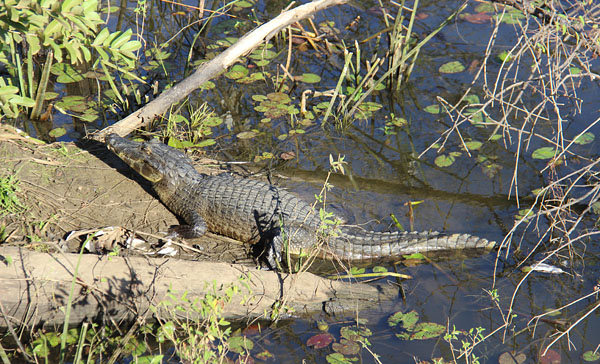 Jacaré-do-pantanal