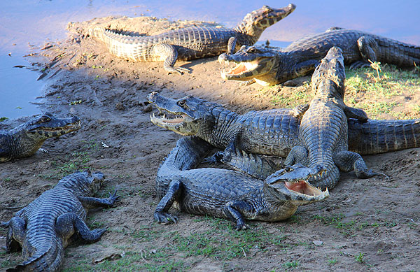 Jacaré-do-pantanal