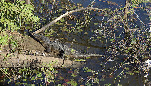 Pantanal