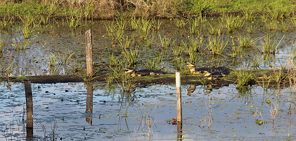 Jacaré-do-pantanal