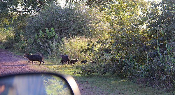 Capivara - Picture of Pousada e Camping Santa Clara, Corumba