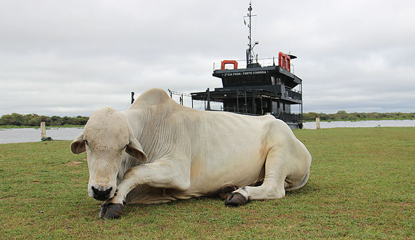 Pancadão