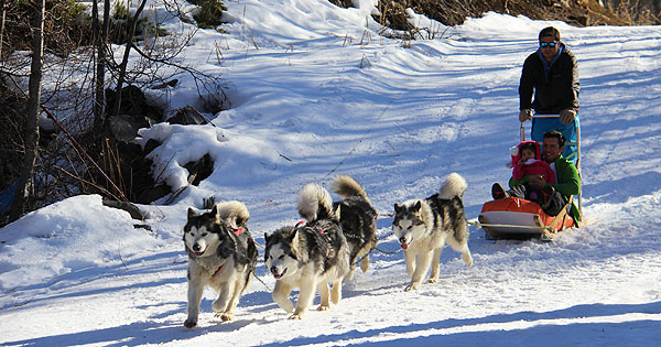 Trenó com Malamutes do Alasca