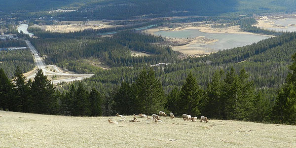 Mount Norquay