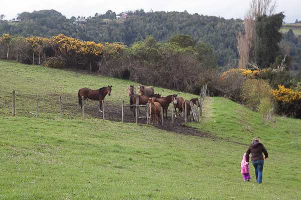Cavalos no Tierra Chiloé
