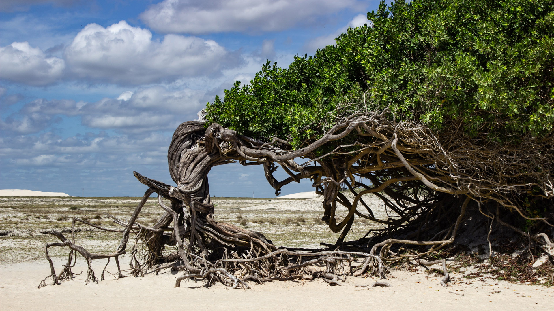 Árvore da Preguiça Jericoacoara